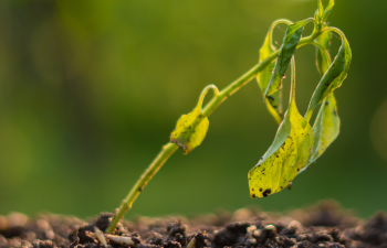 Little Seeds