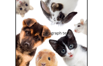 animal square animal square