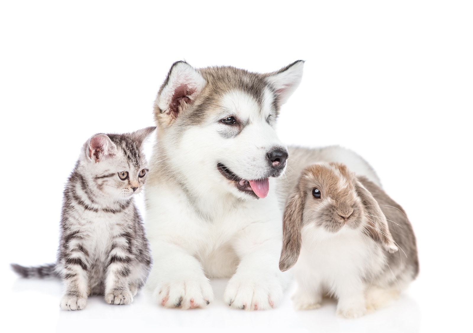 Group of pets – rabbit,cat and dog sitting together in front view and looking away. Isolated on white background Group of pets - rabbit,cat and dog sitting together in front view and looking away. Isolated on white background.